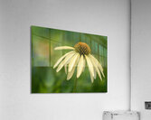 Yellow Echinacea Flower Acrylic Print