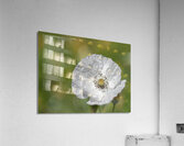 White Poppy Acrylic Print