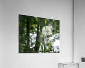 Enchanted Acrylic Print