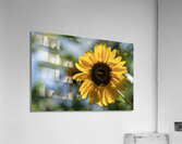 Sunlit Serenade Acrylic Print
