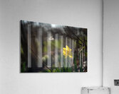 Daffodil Dreamscape Acrylic Print