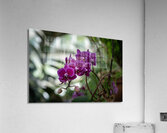Velvet Violet Acrylic Print