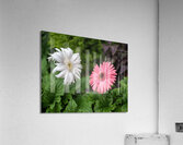 Pearl Petals Acrylic Print