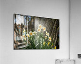 Daffodil Dreams Acrylic Print