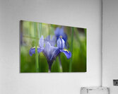 Velvet Blue Acrylic Print