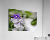 Mauve Melody 1 Acrylic Print