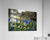 Meadow Melody Acrylic Print