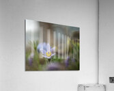 Purple Haze Acrylic Print