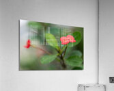 Rosy Red Twilight Acrylic Print