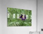 Purple Paradise Acrylic Print