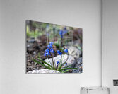 Ethereal Blossoms Acrylic Print
