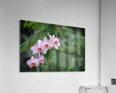 Orchid Reverie Acrylic Print