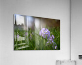 Purple Hues Acrylic Print