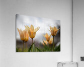 Amber Aurora Acrylic Print