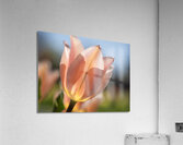 Radiant Reverie Acrylic Print