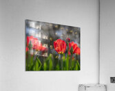 Crimson Elegance Acrylic Print