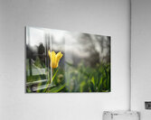 Twilight Tulip Acrylic Print