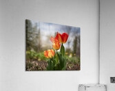 Sunshine Dance Acrylic Print