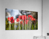 Crimson Blooms Acrylic Print