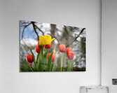 Sunlit Symphony Acrylic Print