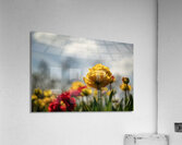 Regal Reverie Acrylic Print