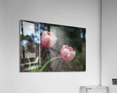 Pink Tulip Harmony Acrylic Print