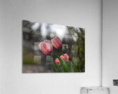 Pink Harmony Acrylic Print