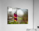 Wine Stained Whispers Acrylic Print