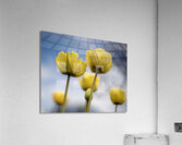 Yellow Cascade Acrylic Print