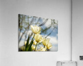 Enchanted Tulips Acrylic Print
