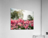  SBP8084 Acrylic Print