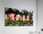  SBP4252 Acrylic Print