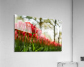  SBP6142 Acrylic Print