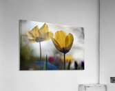  SBP7997 Acrylic Print