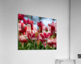  SBP7969 Impression acrylique