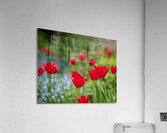  SBP4390 Acrylic Print