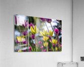  SBP7938 Acrylic Print