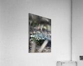  SBP4917 Acrylic Print