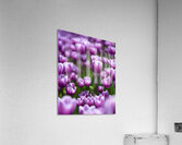  SBP6487 Acrylic Print