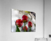  SBP8016 Acrylic Print