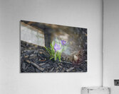  SBP4872 Acrylic Print