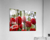  SBP5918 Acrylic Print