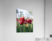  SBP7694 Acrylic Print