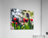  SBP8000 Acrylic Print