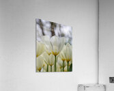  SBP5697 Acrylic Print