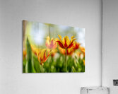  SBP6290 Acrylic Print