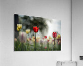  SBP8067 Acrylic Print