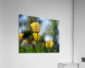  SBP7718 Acrylic Print