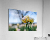  SBP7668 Acrylic Print