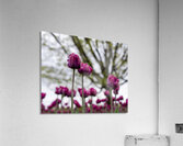  SBP6659 Acrylic Print